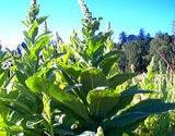 photo of mullien growing in an herb garden a natural source of vitamin B3 niacin