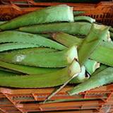 photo of a basket full of aloe leaves