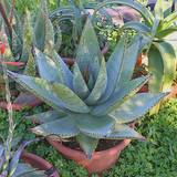 photo of aloe plants in pots