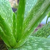 photo of beautiful Aloe Vera plant 