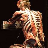 full human body system