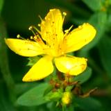 close-up photo of herbal St. Johns wort